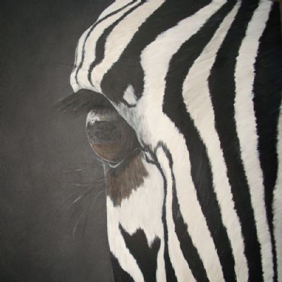 zebra eye